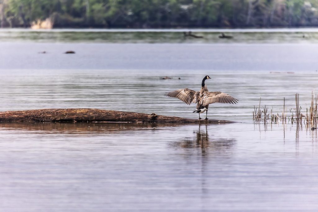 Wildlife on the lake in Dayton, Tennessee